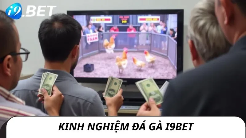 Kinh nghiệm thực chiến khi chơi đá gà i9bet lâu dài